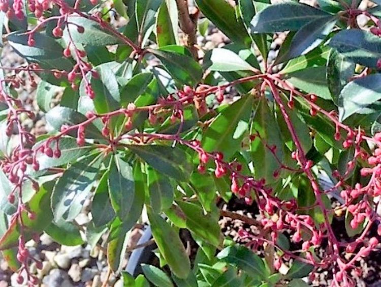 Pieris japonica Compact Crimson PiejapCCr Japanese Andromeda, Japanese Pieris 200mm