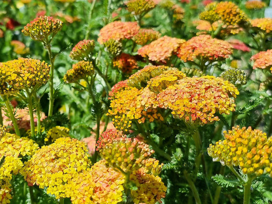 Achillea millefolium Desert Eve Terracotta AchmilDET Yarrow 140mm