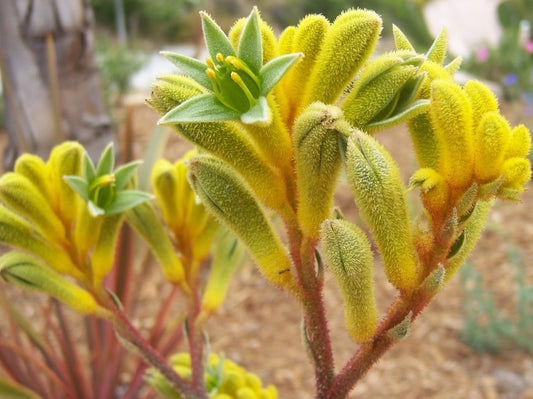 Anigozanthos flavidus Yellow AniflaYe Tall Kangaroo Paw, Evergreen Kangaroo Paw 140mm