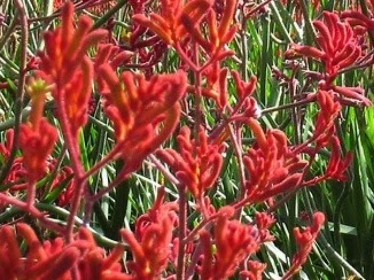 Anigozanthos flavidus Red AniflaRe Tall Kangaroo Paw, Evergreen Kangaroo Paw 140mm