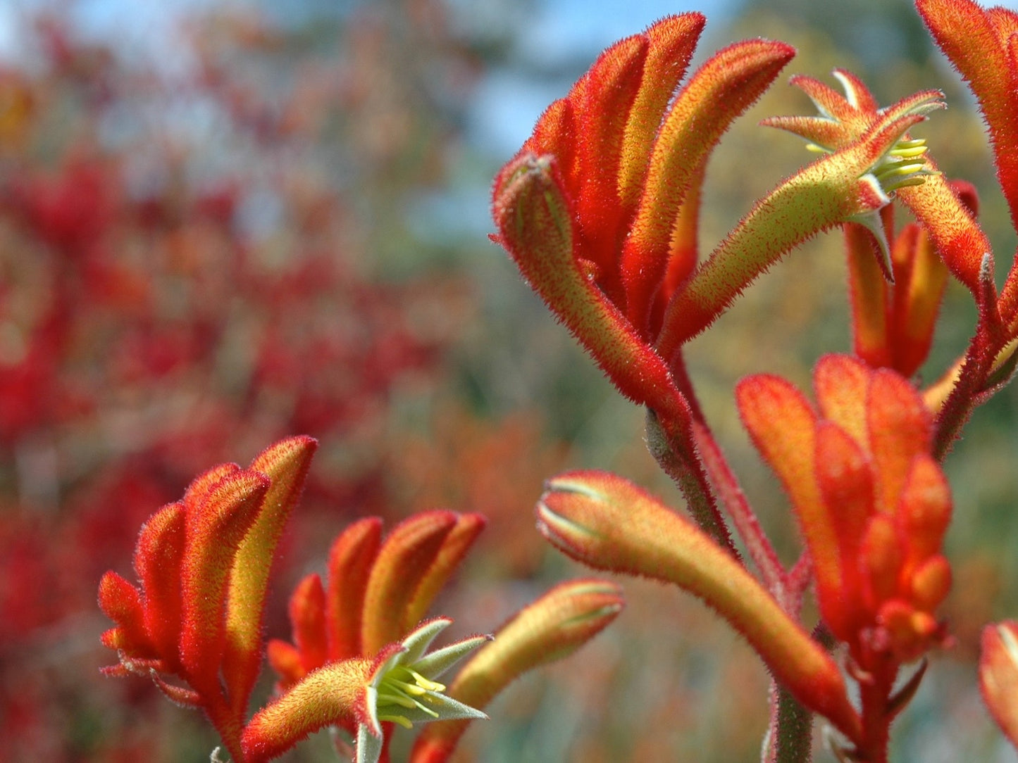 Anigozanthos hybrida Landscape Tangerine AnihybLT Tall Kangaroo Paw, Evergreen Kangaroo Paw 140mm