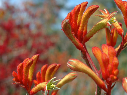 Anigozanthos hybrida Landscape Tangerine AnihybLT Tall Kangaroo Paw, Evergreen Kangaroo Paw 140mm