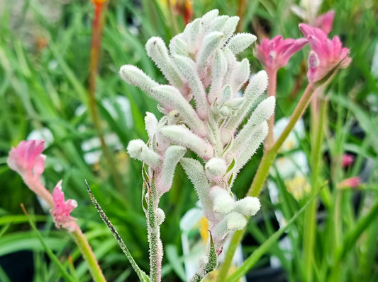 Anigozanthos hybrida Bush Diamond AnihybBDi Bush Gems Kangaroo Paw 140mm