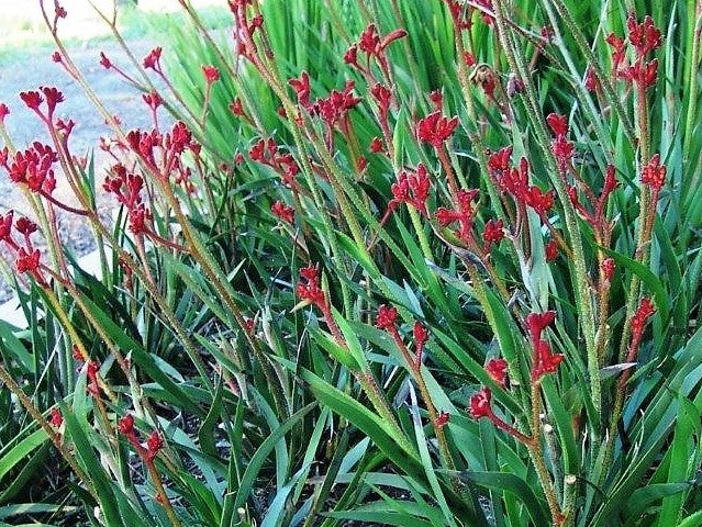 Anigozanthos hybrida Ruby Velvet PBR AnihybRV Kangaroo Paw 140mm
