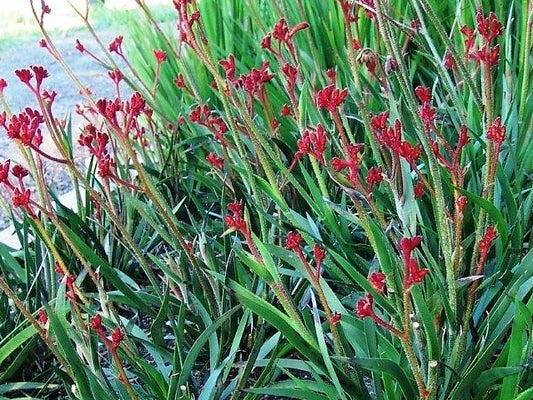Anigozanthos hybrida Ruby Velvet PBR AnihybRV Kangaroo Paw 140mm