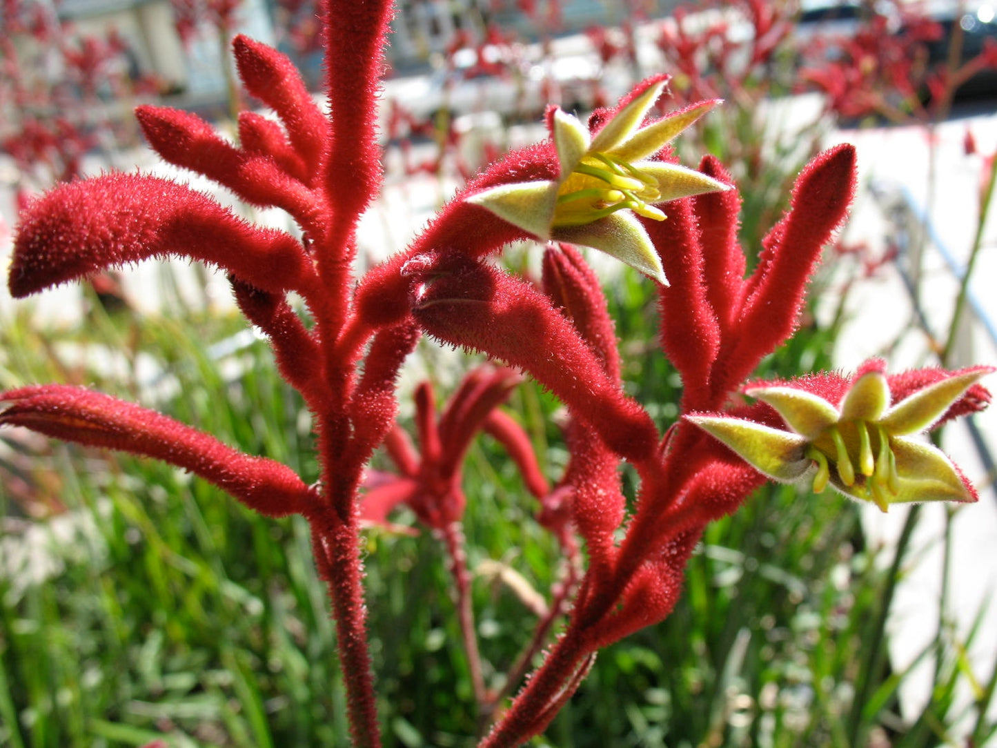 Anigozanthos hybrida Big Red AnihybBR Kangaroo Paw 140mm