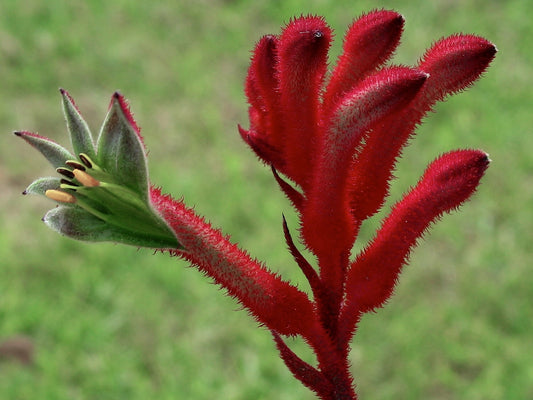 Anigozanthos hybrida Bush Elegance AnihybBEl Bush Gems Kangaroo Paw 140mm