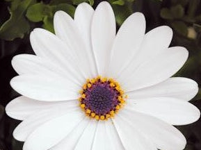 Osteospermum hybrida White OsthybWh African Daisy, Cape Daisy 140mm
