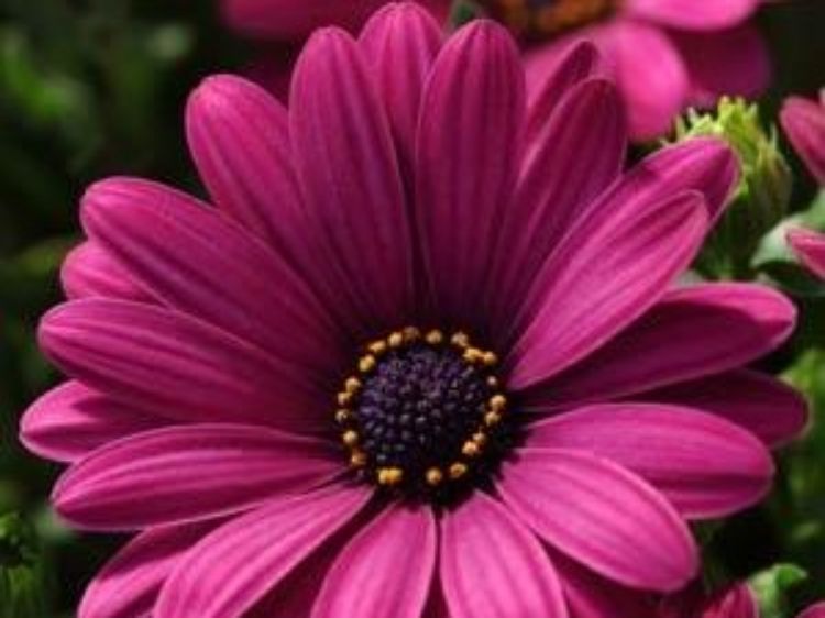 Osteospermum ecklonis Serenity Dark Purple OsteckSDP African Daisy, Cape Daisy 140mm