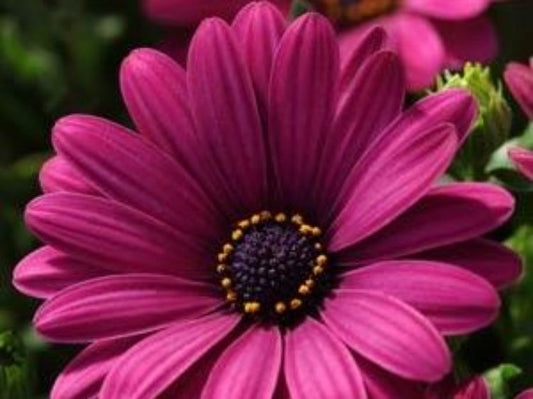Osteospermum ecklonis Serenity Dark Purple OsteckSDP African Daisy, Cape Daisy 140mm