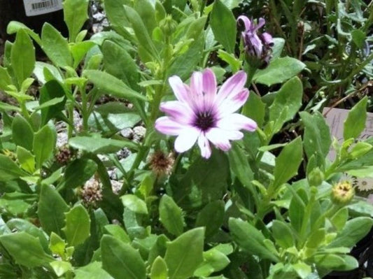 Osteospermum ecklonis Impassion Pink White OsteckIPW African Daisy, Cape Daisy
