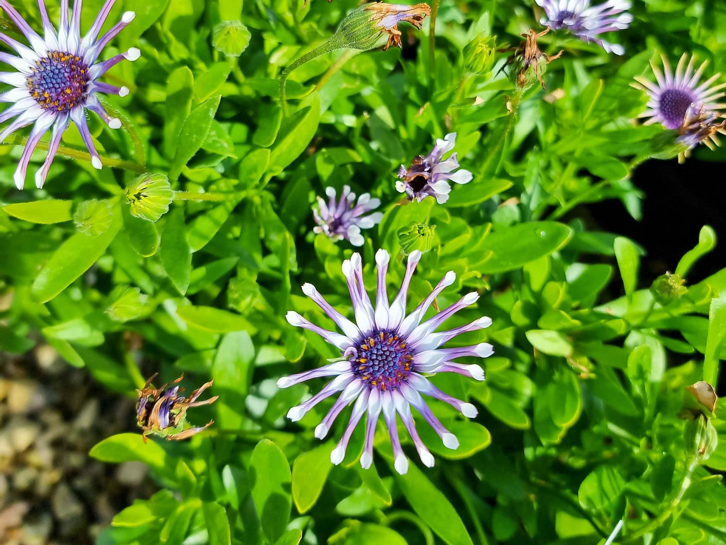 Osteospermum ecklonis Spider White OsteckSWh African Daisy, Cape Daisy 140mm