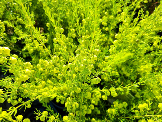 Boronia megastigma Lutea BormegLu Yellow Boronia 140mm