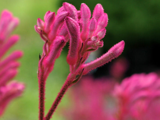 Anigozanthos hybrida Bush Pearl AnihybBPe Bush Gems Kangaroo Paw 140mm