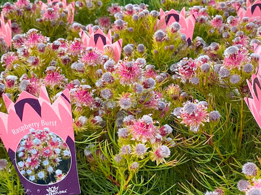 Serruria phylicoides Raspberry Burst SerphyRB Silky Serruria 140mm