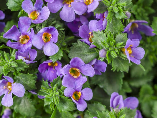 Sutera cordata Blue SutcorBl Bacopa, Bacopa cordata 140mm