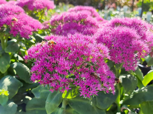 Sedum spectabile Brilliant SedspeBri Showy Stonecrop, Ice Plant, Butterfly Stonecrop, Succulent 140mm