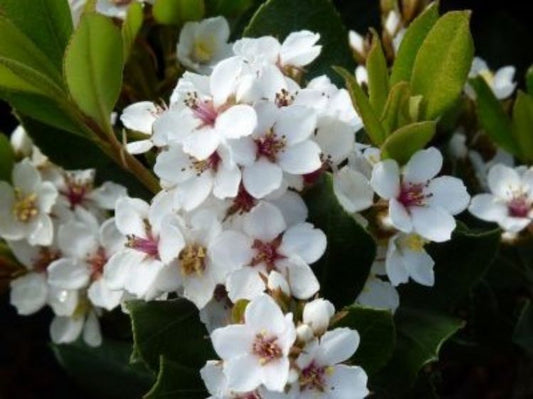 Rhaphiolepis indica Minikin RhaindMin syn Minikins, Indian Hawthorn, Raphiolepis 140mm