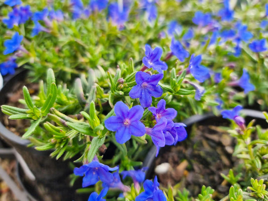 Lithodora diffusa Grace Ward LitdifGW Purple Gromwell 140mm
