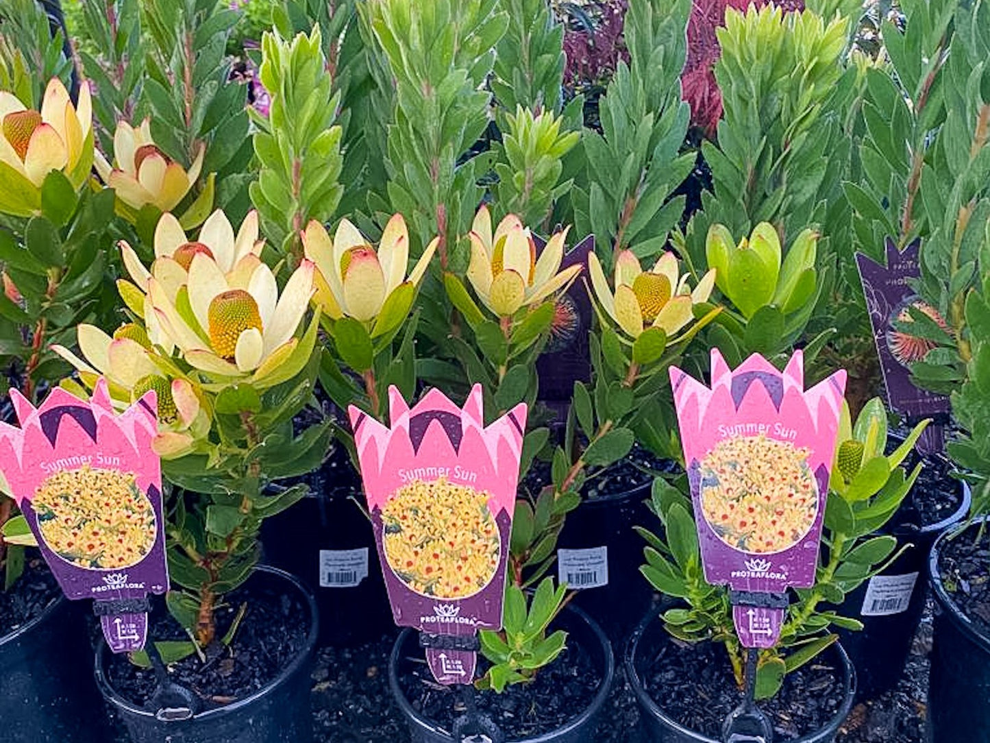 Leucadendron laureolum strobilinum Summer Sun LeulsSS Conebush 140mm