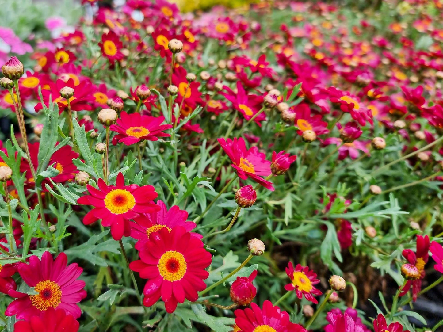 Argyranthemum frutescens Angelic Burgundy ArgfruABu Marguerite Daisy, Paris Daisy, Federation Daisy 140mm