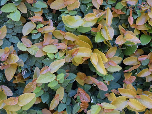 Ficus pumila Ficpum Creeping Fig