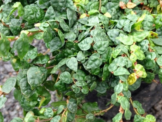 Ficus pumila Minima FicpumMin Creeping Fig, Climbing Fig 120mm