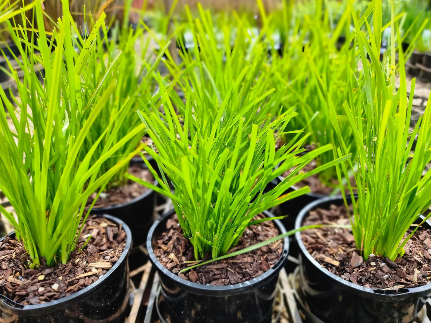 Lomandra confertifolia Little Pal LomconLP Mat Rush 140mm