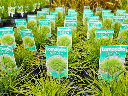 Lomandra confertifolia Little Con LomconLC Mat Rush 140mm