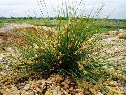 Lomandra fluviatilis Shara PBR LomfluSha River Mat Rush, ABU7 140mm
