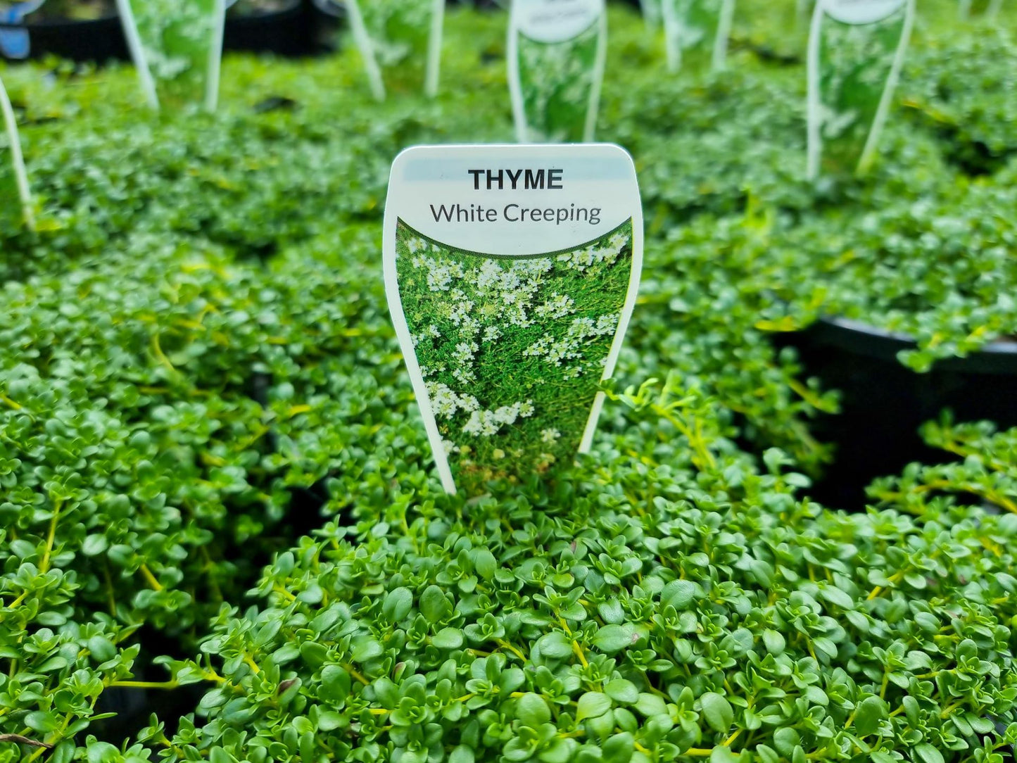 Thymus serpyllum Alba ThyserAl White Breckland Thyme, Wild Thyme, Creeping Thyme, Herb 140mm