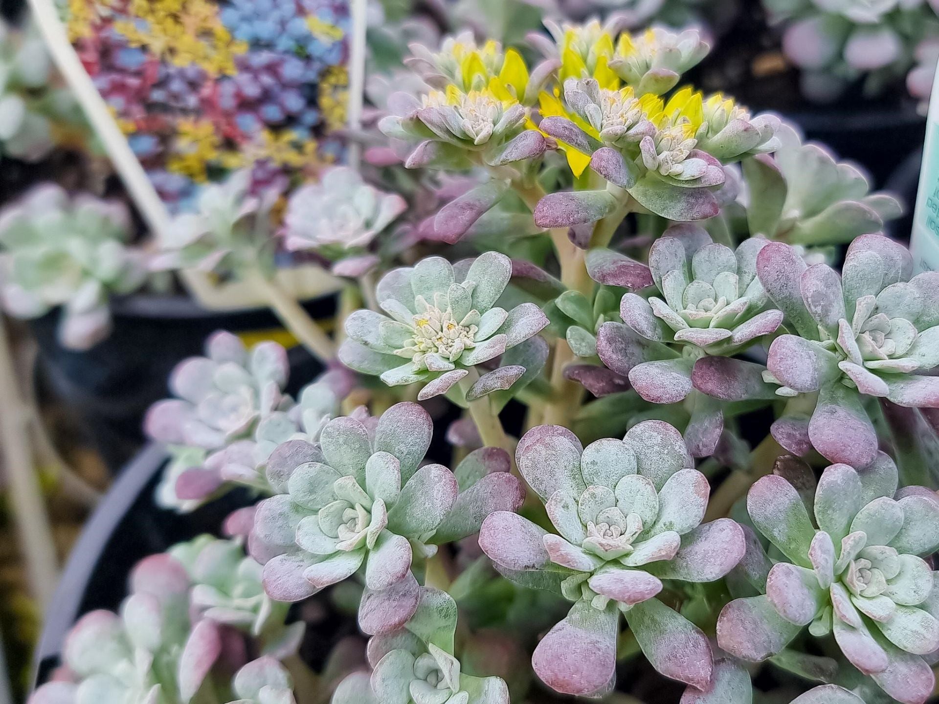 colorado native succulents Sedum spathulifolium Purpurea SedspaPu Purple Broad Leaf Stonecrop, Co – awesomeplants
