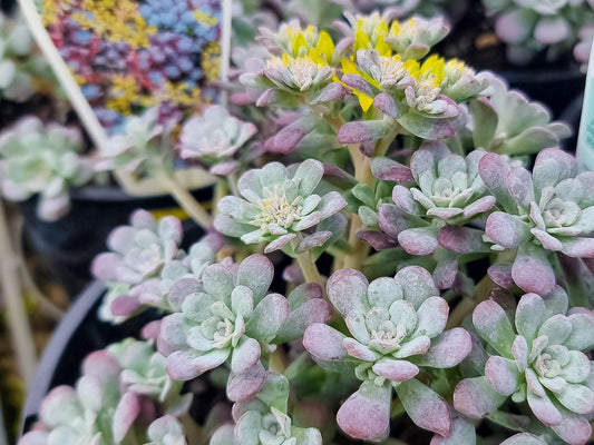Sedum spathulifolium Purpurea SedspaPu Purple Broad Leaf Stonecrop, Colorado Stonecrop, Succulent 140mm
