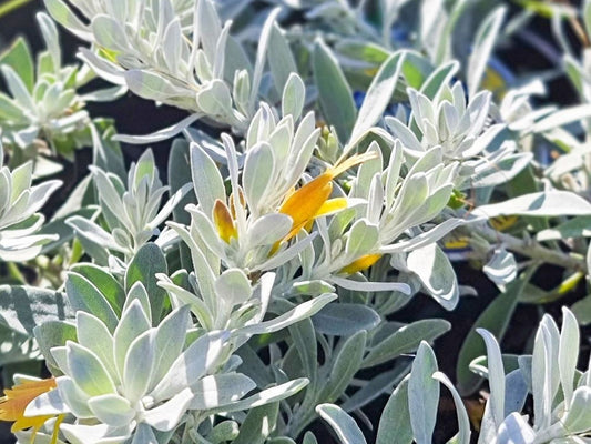 Eremophila glabra Kalbarri Carpet EreglaKC Tar Bush 140mm