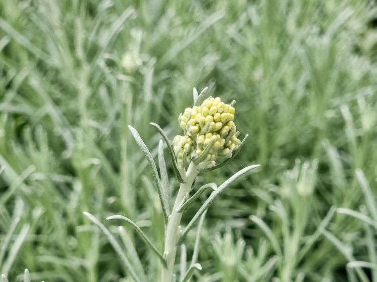Helichrysum italicum Helita syn Helichrysum angustifolium, Curry Plant, Herb 140mm