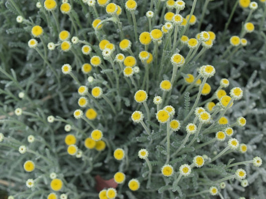 Santolina chamaecyparissus Sancha Cotton Lavender 140mm