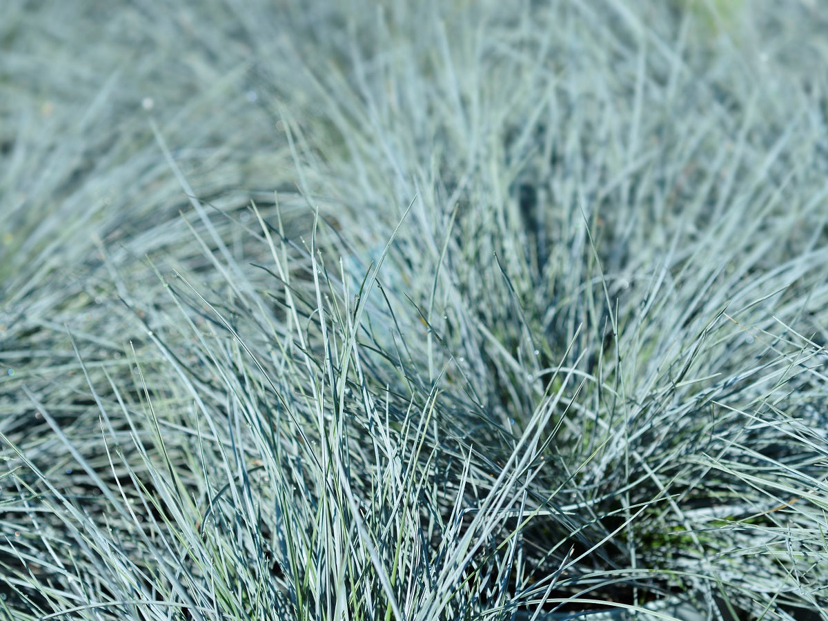 Festuca glauca Fesgla Blue Fescue 140mm