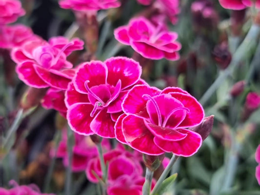 Dianthus caryophyllus Diacar Carnation 140mm