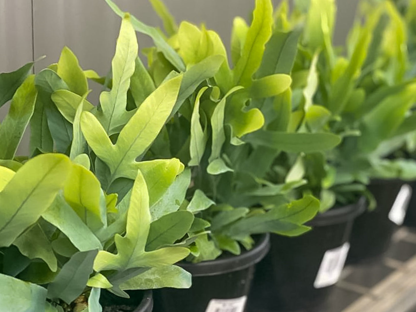 Phlebodium aureum Blue Star PhlaurBS Blue Star Fern 140mm