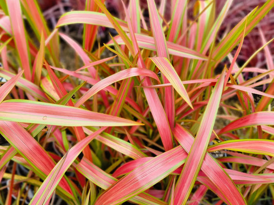 Phormium hybrida Jester PhohybJes New Zealand Flax 140mm