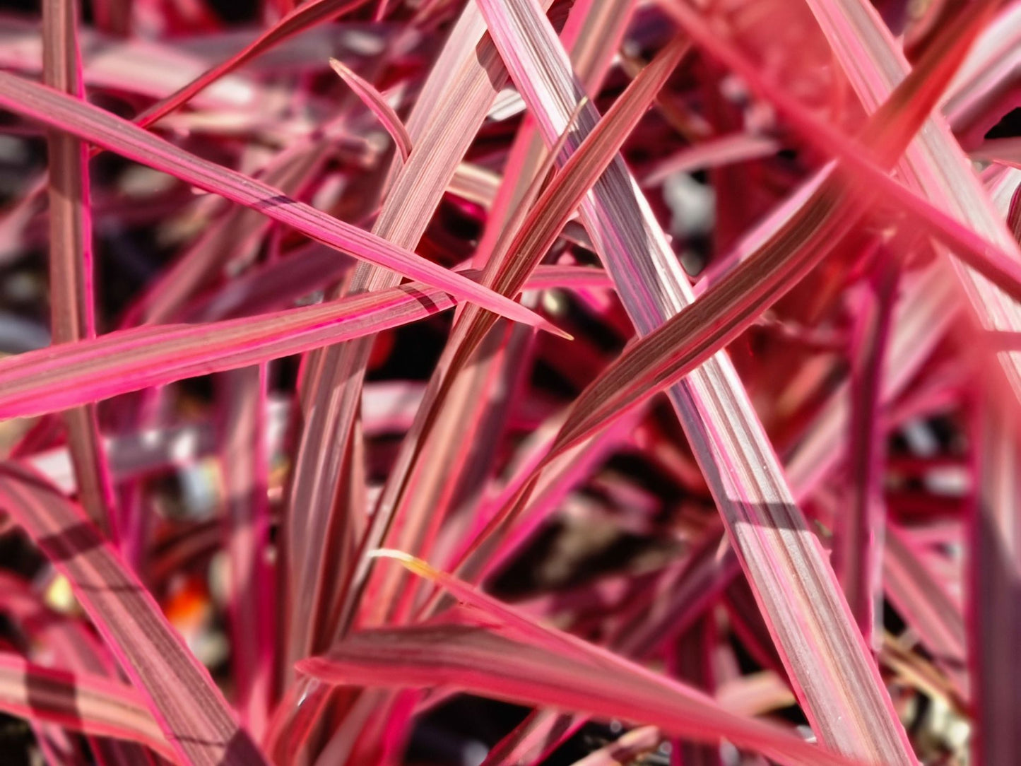 Cordyline australis Salsa CorausSal Cabbage Tree, Cabbage Palm 170mm