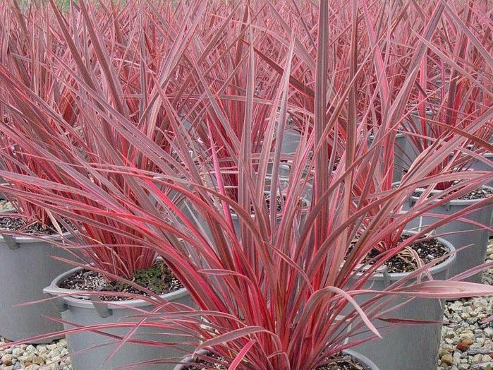 palm plant with pink edges Cordyline banksii Electric Pink CorbanEP Cabbage Tree, Cabbage Palm, Design Edge