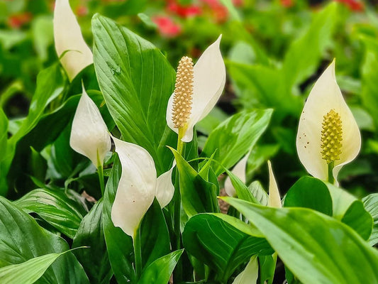 Spathiphyllum Assorted SpaAss Peace Lily 140mm