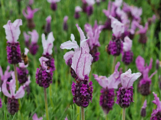 Lavandula pedunculata Pink Queen LavpedPQ Lavender, Senpin Lavender 140mm