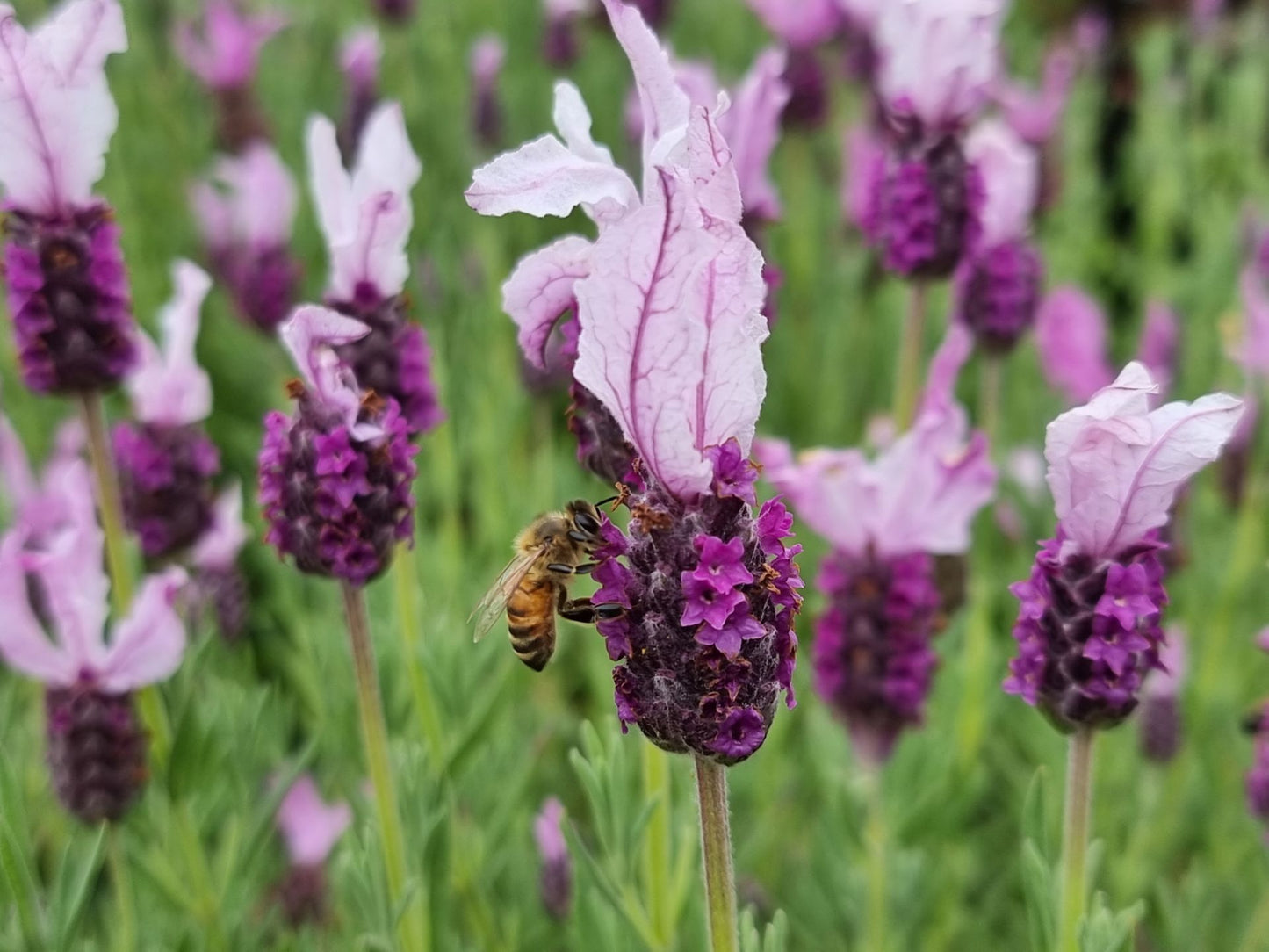 Lavandula pedunculata Pink Queen LavpedPQ Lavender, Senpin Lavender 140mm