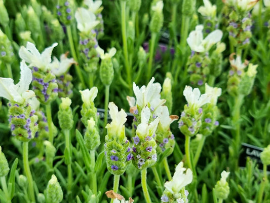 Lavandula stoechas Javelin Forte White LavstoJFW Italian Lavender, Spanish Lavender 140mm