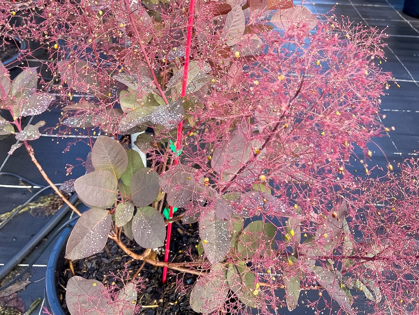Cotinus coggygria Grace CotcogGra Smoke Tree, Smoke Bush, Eurasian Smoketree
