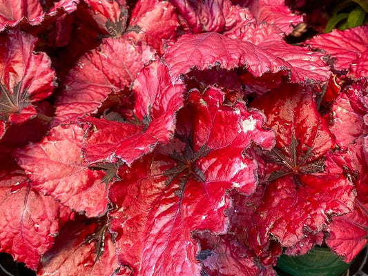 Begonia rex Begrex Painted Leaf Begonia 120mm