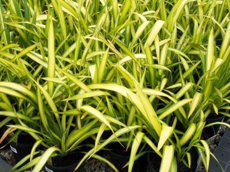 Phormium tenax Yellow Wave PhotenYW Variegated New Zealand Flax 140mm