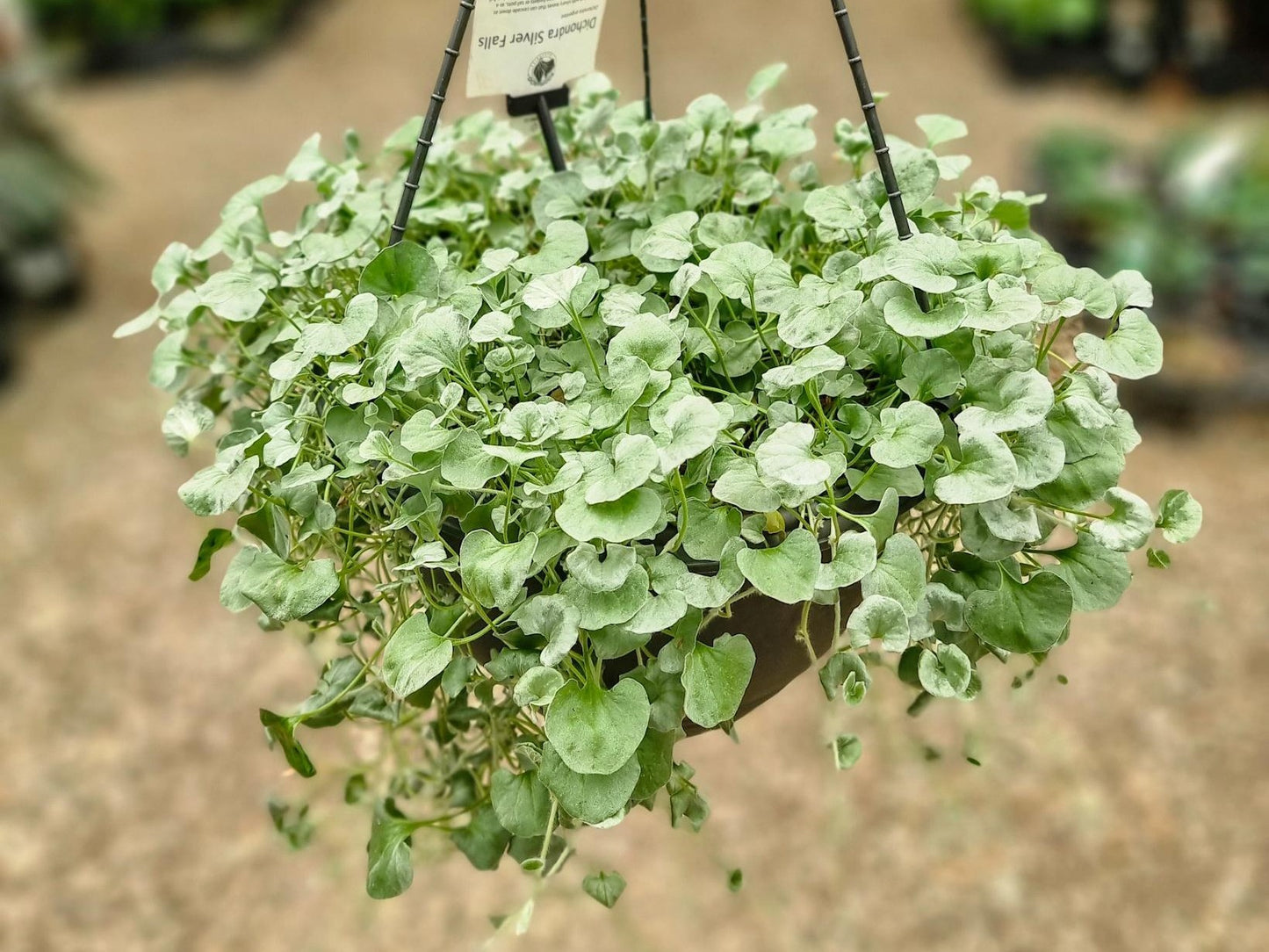 Dichondra argentea Silver Falls DicargSF Silver Kidney Weed, Silver Kidney Grass 140mm